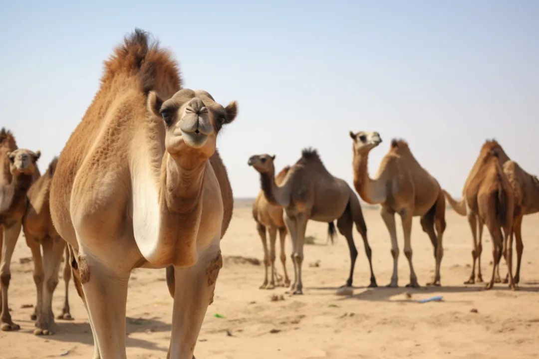 内蒙古博物院景点推荐_呼市最新二手房急售_呼和浩特旅游攻略