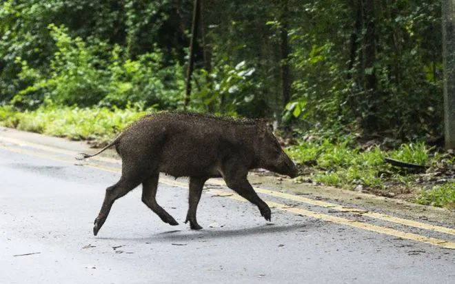 野猪移出三有名录_野猪法律地位变化_大野猪机器