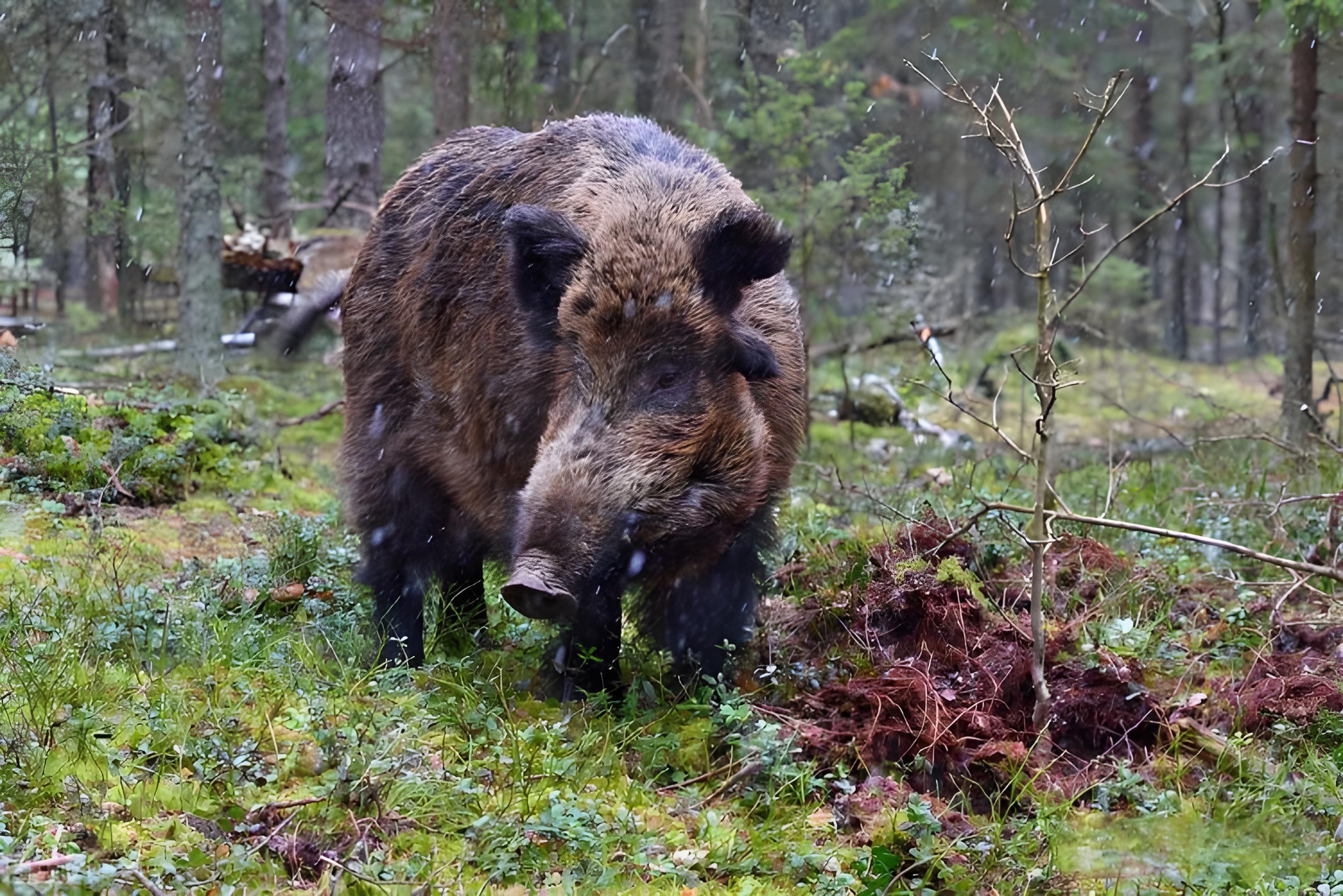野猪在自然界中的战斗力属于什么水平？