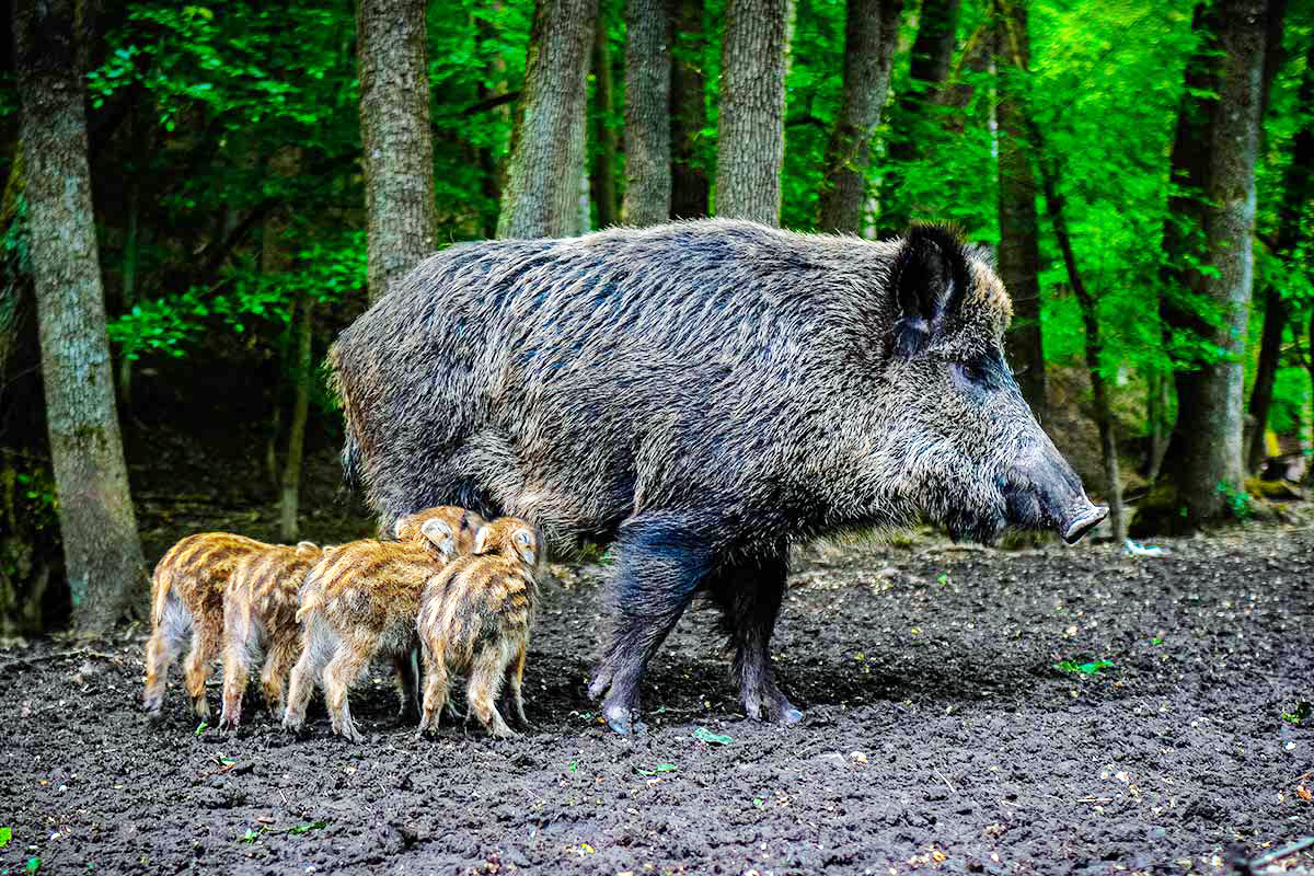 野猪能压制什么动物_大野猪机器_野猪战斗力排名