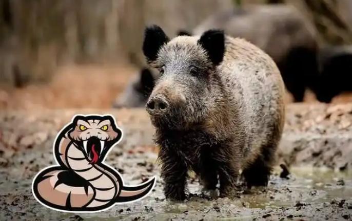 野猪能压制什么动物_大野猪机器_野猪战斗力排名