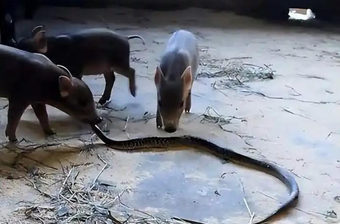 野猪能压制什么动物_大野猪机器_野猪战斗力排名