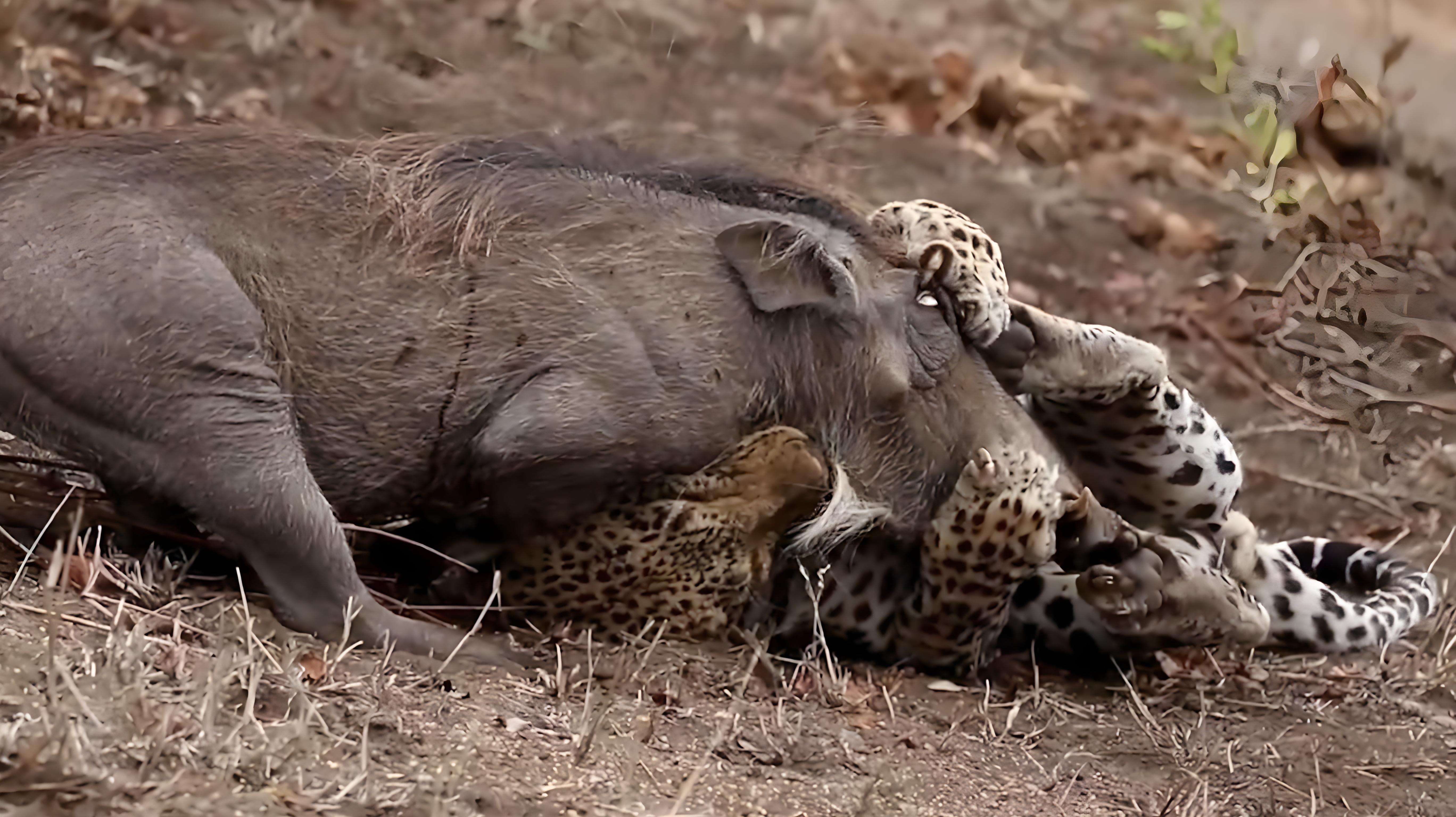 野猪战斗力排名_大野猪机器_野猪能压制什么动物