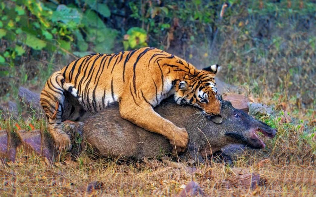 野猪战斗力排名_野猪能压制什么动物_大野猪机器