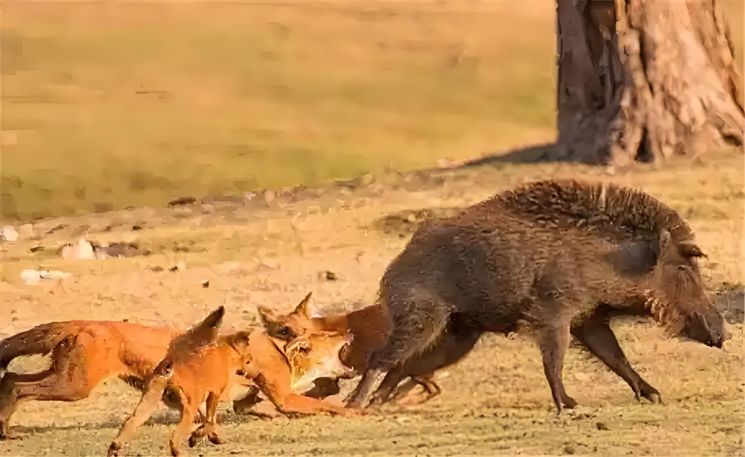 野猪能压制什么动物_野猪战斗力排名_大野猪机器