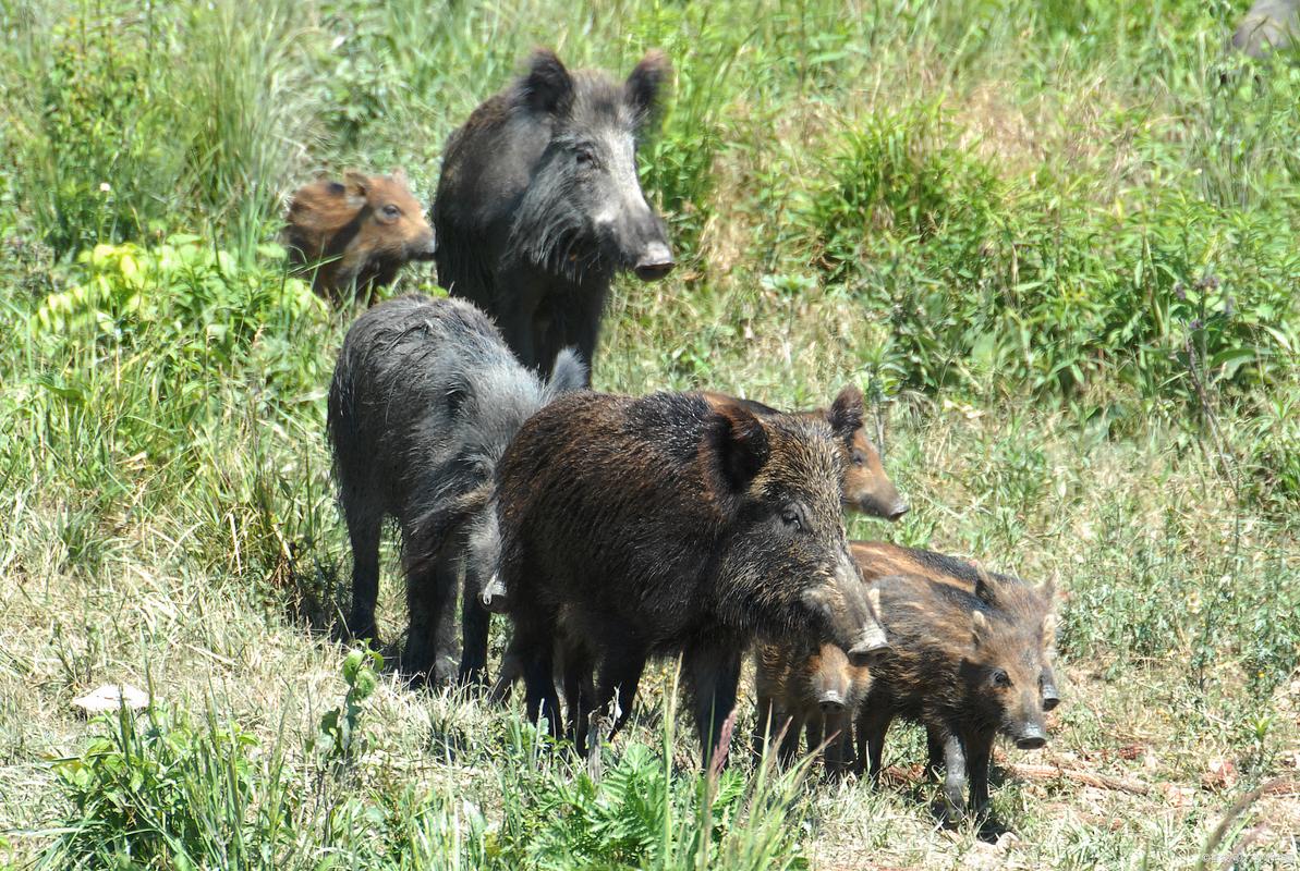 野猪战斗力排名_野猪能压制什么动物_大野猪机器