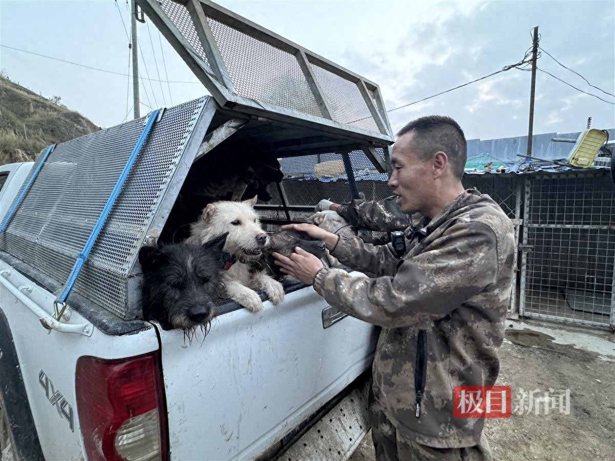 养野猪挣钱吗_金勇护农队野猪捕猎故事_宁夏固原西吉野猪防控猎捕