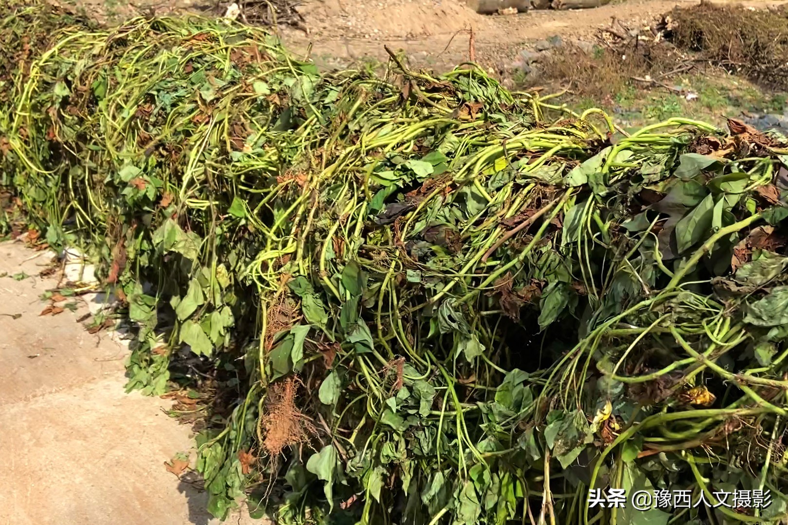 河南嵩县养猪现状_豫西黑猪养殖成本分析_养野猪挣钱吗