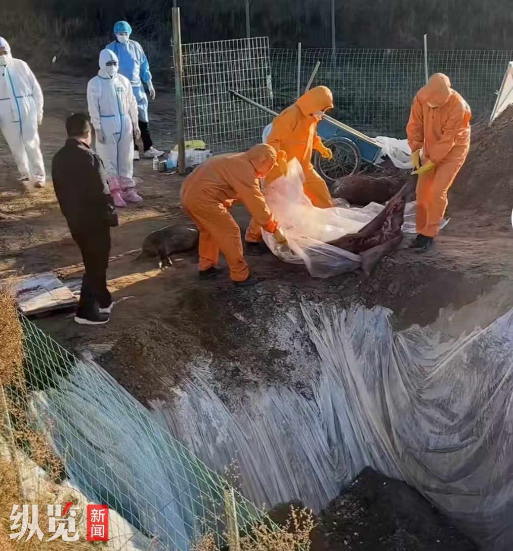 养野猪挣钱吗_野猪进城入乡伤人毁物_野猪泛滥致害问题