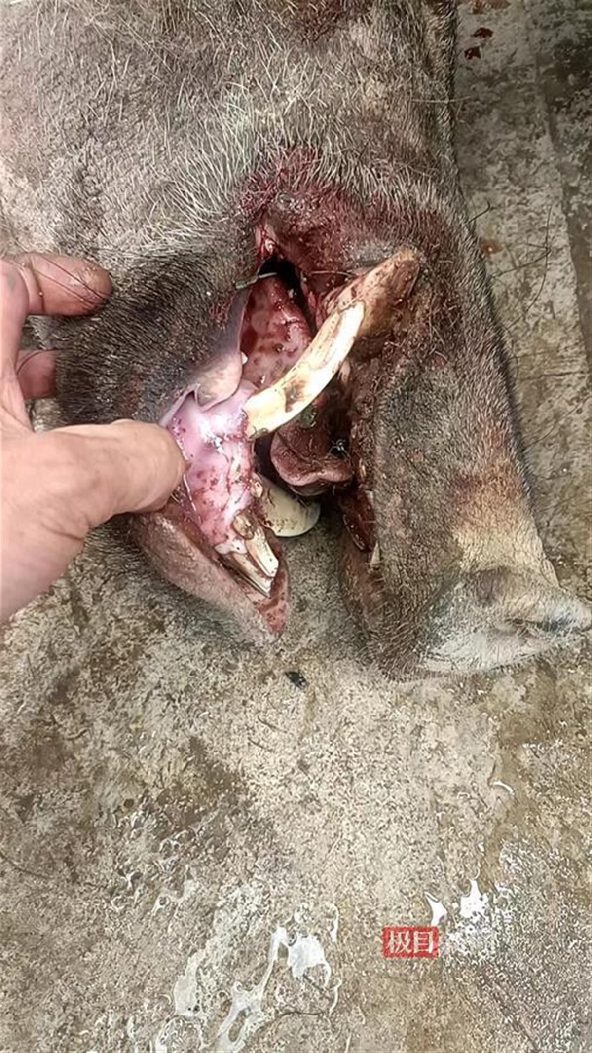 宁夏固原西吉县野猪危害防控猎捕_金勇护农队野猪捕猎故事_养野猪挣钱吗